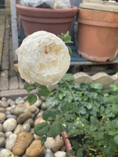 climbing roses for sale climbing roses for sale  WEMBLEY