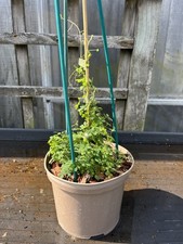 Tropaeolum speciosum flame for sale  HELSTON