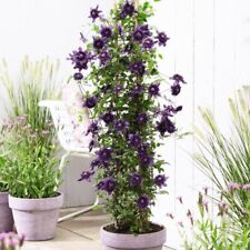 Clematis kokonoe luxurious for sale  UK
