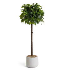 Rounded bay tree for sale  BRADFORD