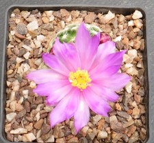3662. mammillaria saboae for sale  YORK