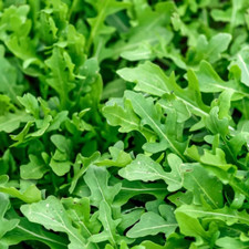 Slow bolt arugula for sale  Minneapolis