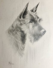 Hellings terrier dog for sale Hellings terrier dog for sale  BIRMINGHAM