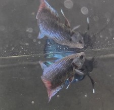 Female betta plakat for sale  Tampa