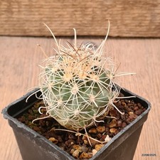 D6165 sclerocactus wrightiae usato  Montefalco
