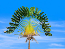 Giant travellers palm for sale  Spring Lake