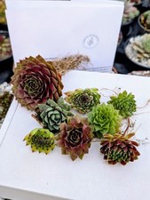 Sempervivum large chicks for sale  KING'S LYNN