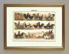 Hühnerrassen seidenhuhn brahm gebraucht kaufen  Grabenstätt