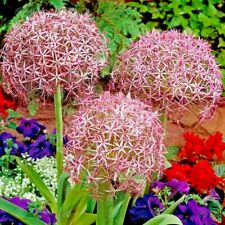 Allium christophii giant for sale  PRESTON