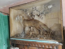 Antique victorian taxidermy for sale Antique victorian taxidermy for sale  DRIFFIELD