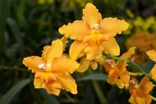 Oncidium orchid burr. for sale  Spring Hill
