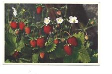 Fancy wood strawberries d'occasion  Expédié en Belgium