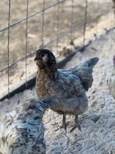 Purebred ameraucana bbs for sale  Dayton