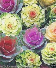 Decorative ornamental cabbage for sale  OLDHAM