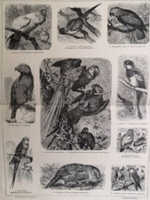 1929 parakeets grey for sale  Jasper