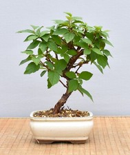 Bonsai utdoor filzkirsche gebraucht kaufen  Saarwellingen