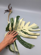 Duże sadzonki Monstera Deliciosa Albo Variegata o dużym kształcie do wyboru na sprzedaż  Wysyłka do Poland