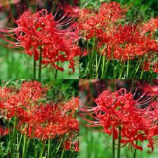 Red spider lily for sale  Tallahassee