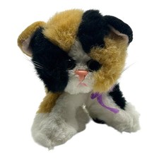 Kitty kitty kittens for sale  Hayward