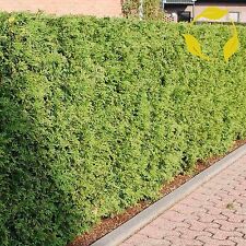 Northern white cedar for sale  Jacksonville
