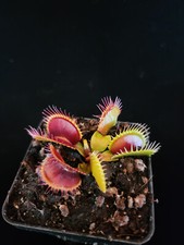 Dionaea muscipula centurion for sale  Davis