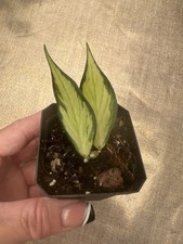Hoya polyneura inner for sale  HORNCHURCH