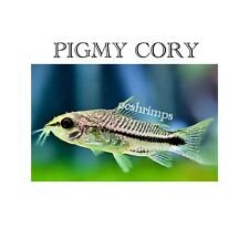 Corydoras pigmy cory for sale  Garden Grove