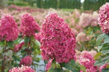 Hydrangea limeligth rooted for sale  Milton Freewater