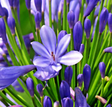 Storm cloud agapanthus for sale  Portland