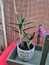 Aloe vera pflanze gebraucht kaufen  Rosenheim