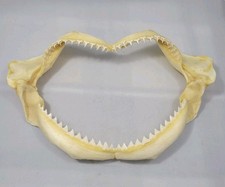 Bull shark jaw for sale  Watertown