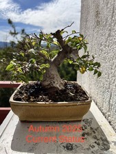 Bonsai shohin olmo usato  Potenza