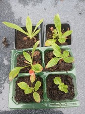 Evening primrose plant for sale  SOUTHAMPTON