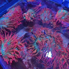 carpet anemone for sale  LONDON