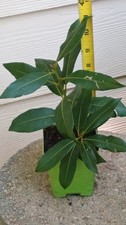 Organic bay leaf for sale  Kilgore