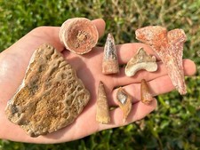 spinosaurus bones for sale spinosaurus bones for sale Coppell