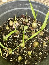 caudex for sale caudex for sale MALDON