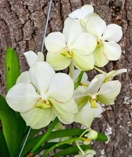 Bellissima orchidea vanda usato  Spedire a Italy