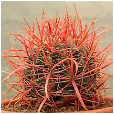 Semi ferocactus coloratus usato  Nizza di Sicilia