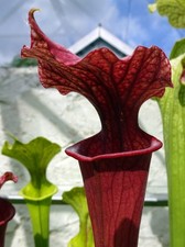 Sarracenia moorei giant for sale  GRAVESEND