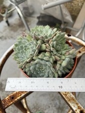Echeveria tarantula for sale  LLANELLI