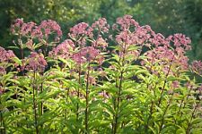 Joe pye weed for sale  Deltona