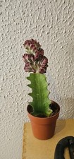 Euphorbia lactea crestata for sale  COULSDON