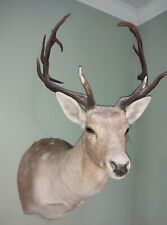 Rare point white for sale  Lyons