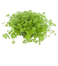 Micranthemum umbrosum aquarium for sale  BRANDON