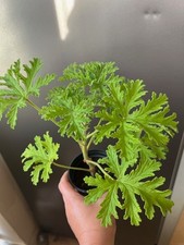 Lemon scented geranium for sale Lemon scented geranium for sale  GLOUCESTER