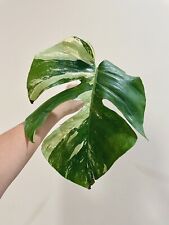 Monstera variegated mint for sale  Clarksburg