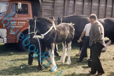 Horse foal horse for sale  ROSSENDALE