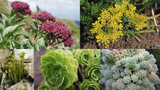 6000 samen sedum gebraucht kaufen  Ludwigshafen am Rhein