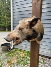 Awesome wild boar for sale  Signal Mountain
